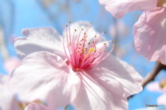 道端に咲く花