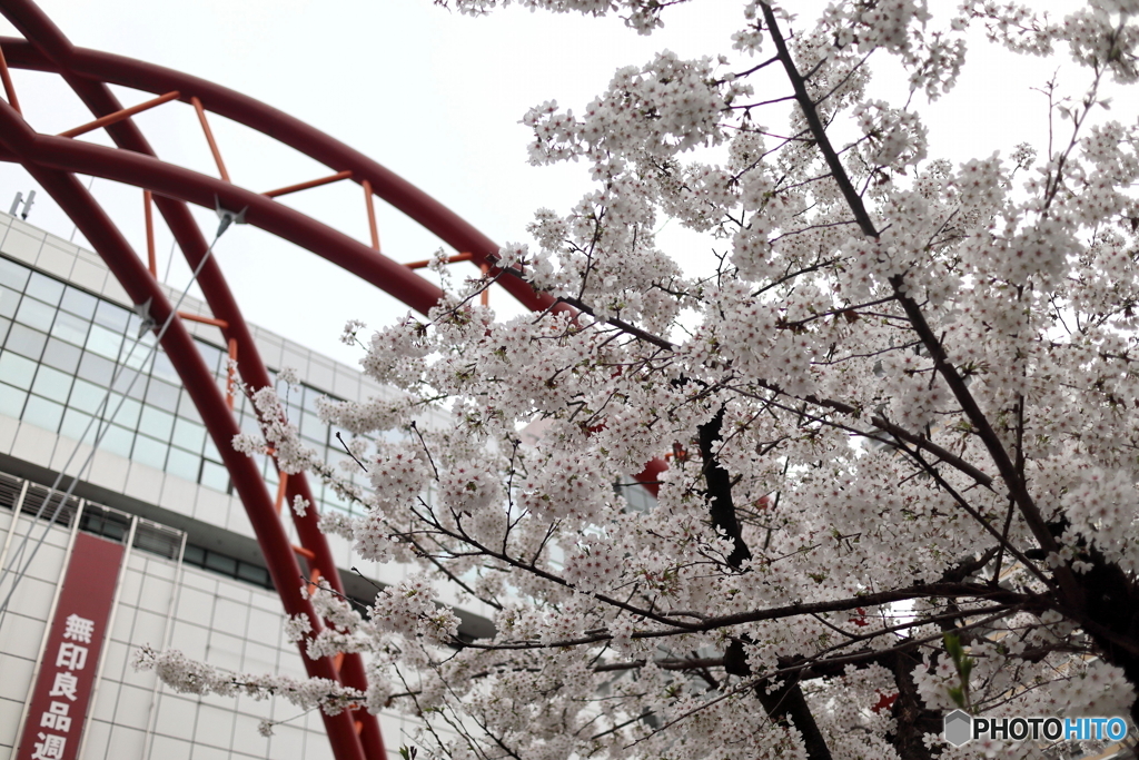 道端に咲く花