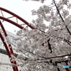 道端に咲く花