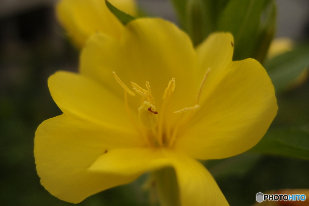 道端に咲く花