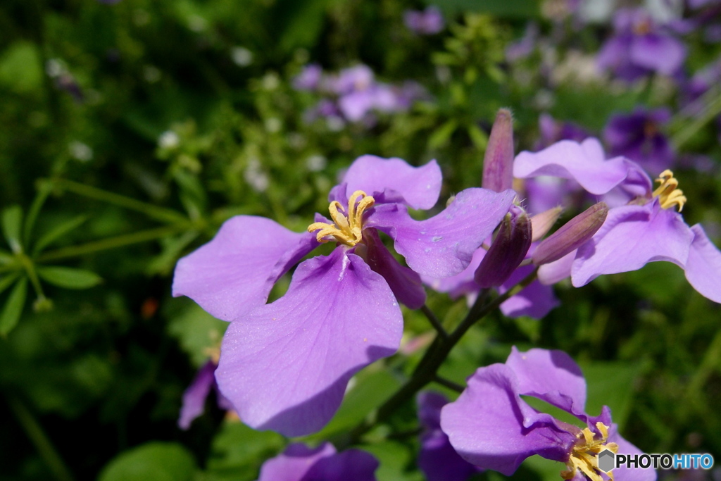 道端に咲く花