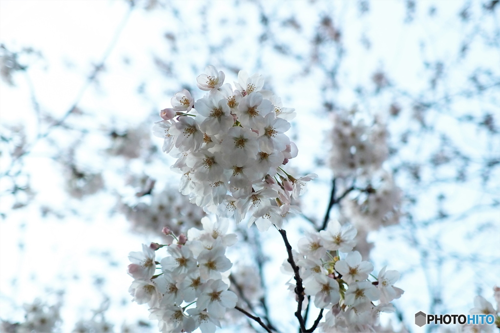 桜
