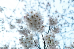 桜