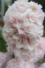 道端に咲く花