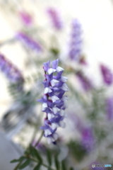 道端に咲く花