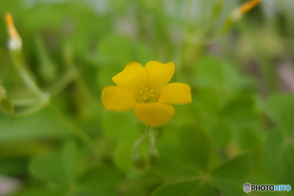 道端に咲く花