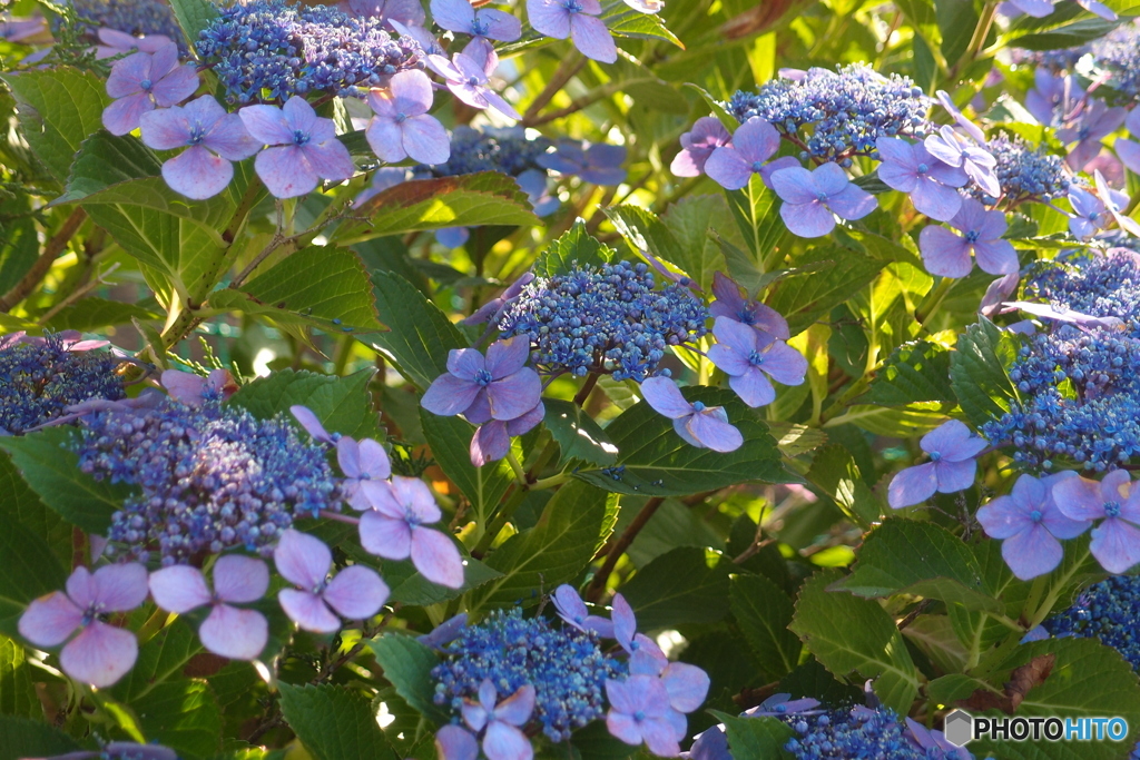 道端に咲く花