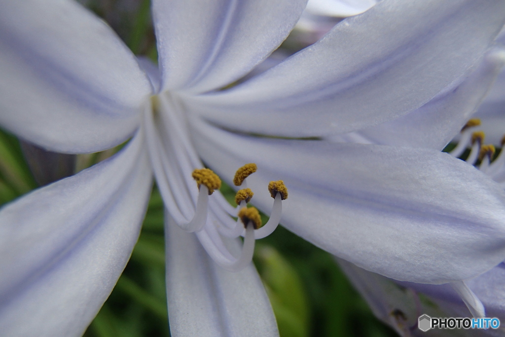 道端に咲く花