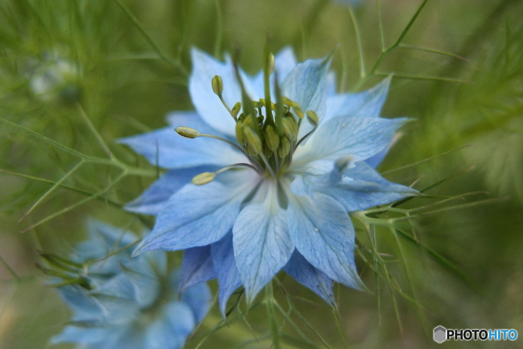 道端に咲く花