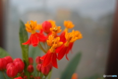 道端に咲く花
