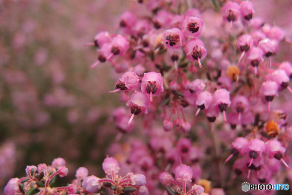 道端に咲く花
