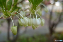 道端に咲く花