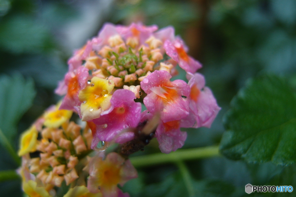 道端に咲く花