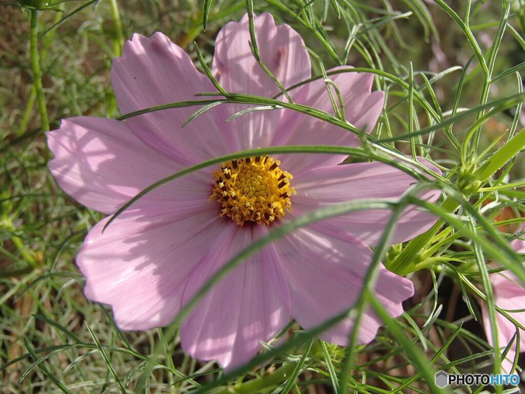 道端に咲く花