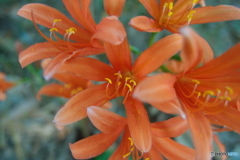道端に咲く花