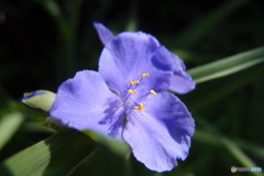 道端に咲く花