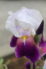 道端に咲く花