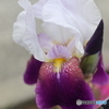 道端に咲く花