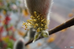 道端に咲く花