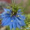 道端に咲く花