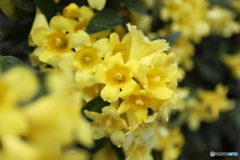 道端に咲く花