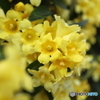 道端に咲く花