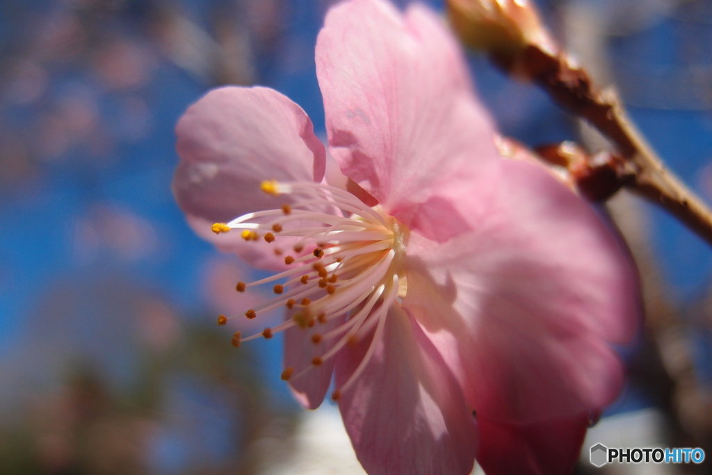 道端に咲く花