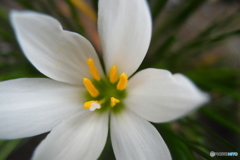 道端に咲く花