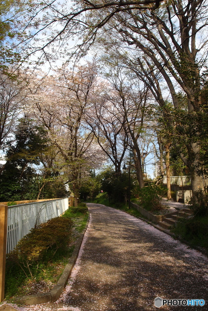 散りだす桜