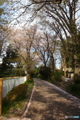 散りだす桜