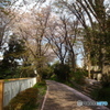 散りだす桜