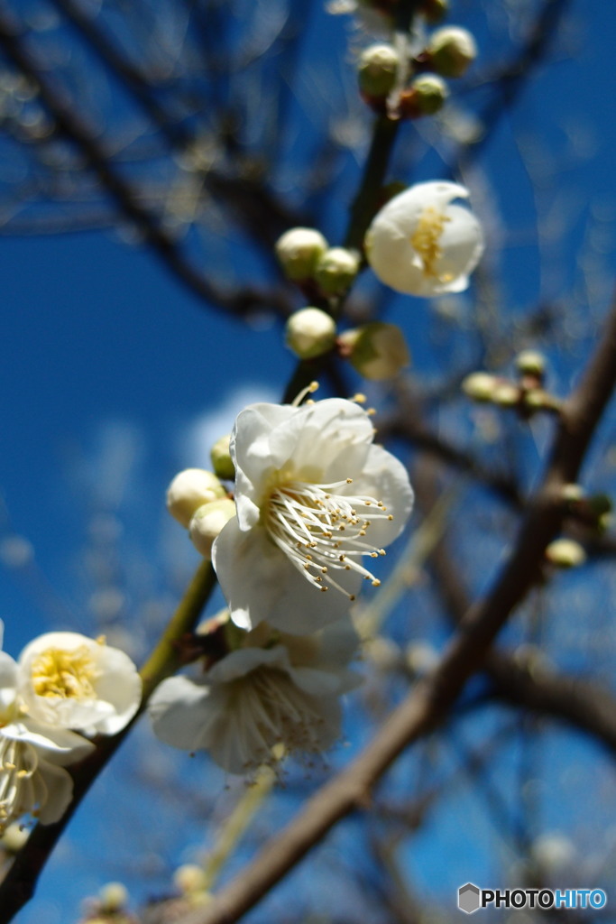 道端に咲く花