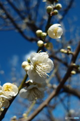 道端に咲く花
