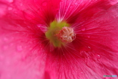 道端に咲く花