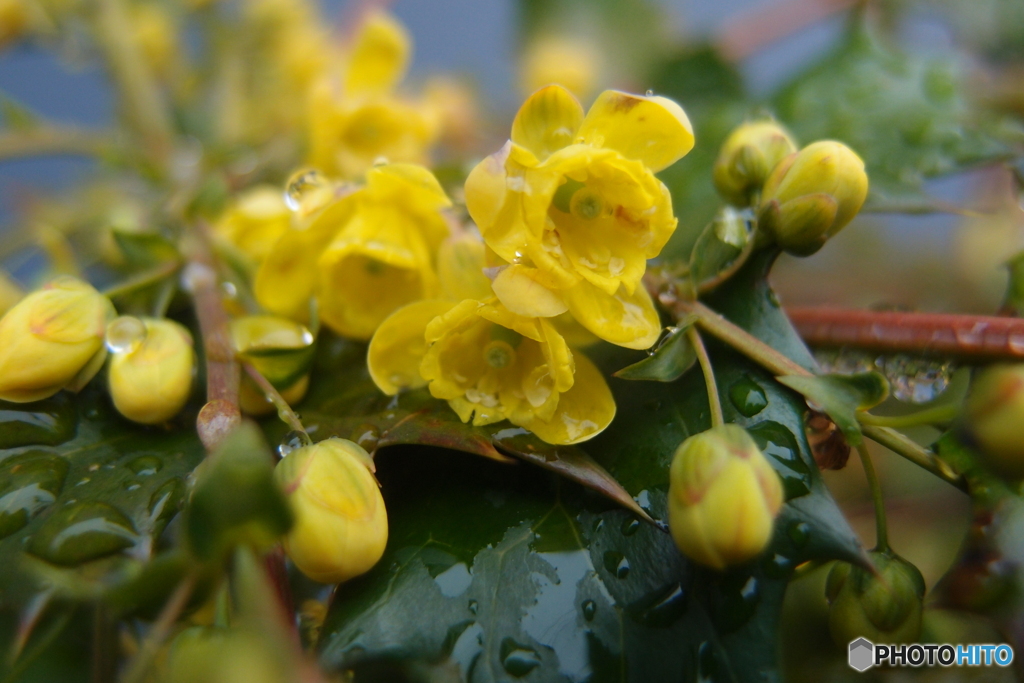 道端に咲く花