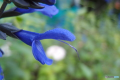 道端に咲く花