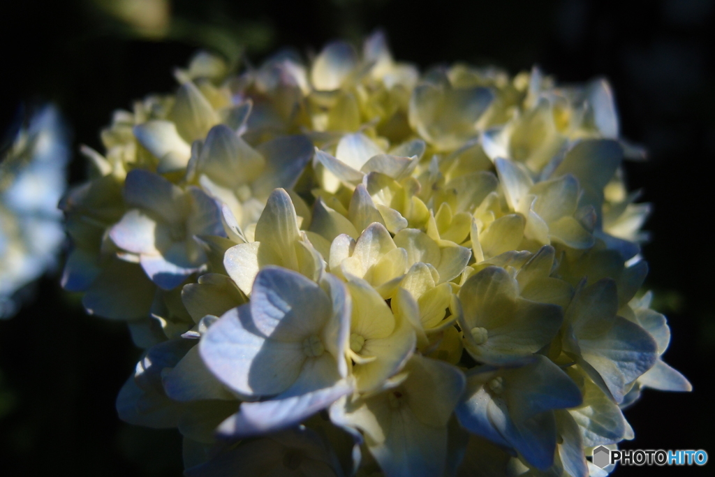 道端に咲く花