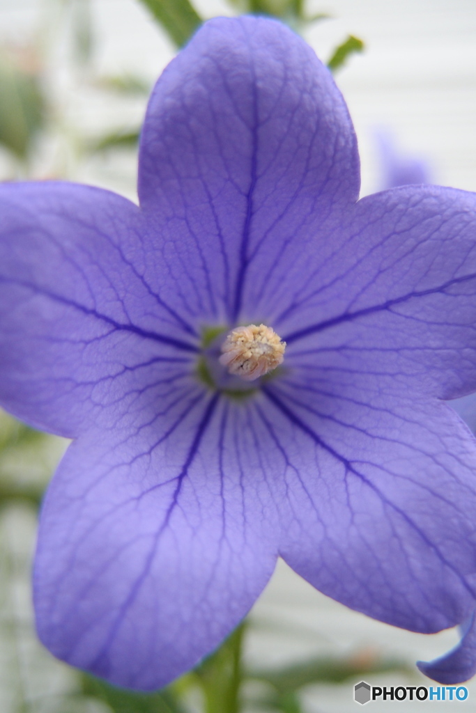 道端に咲く花