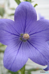 道端に咲く花
