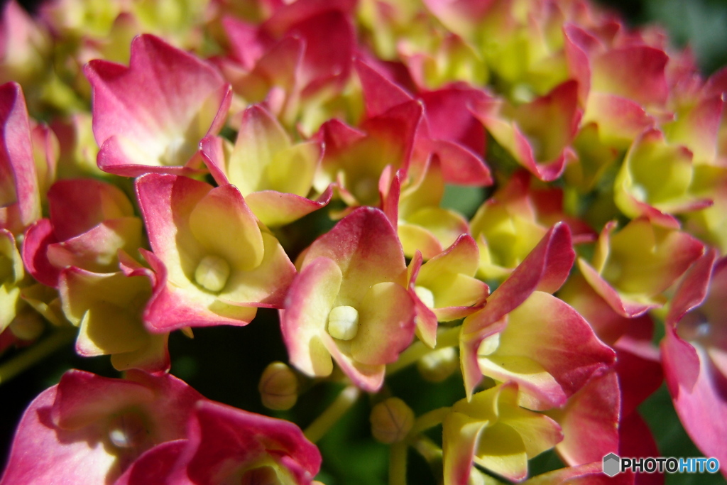 紫陽花