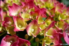 紫陽花