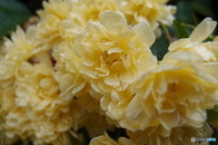 道端に咲く花