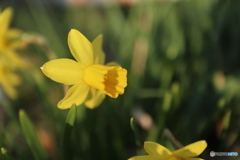 道端に咲く花