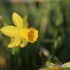 道端に咲く花