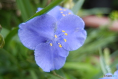 道端に咲く花