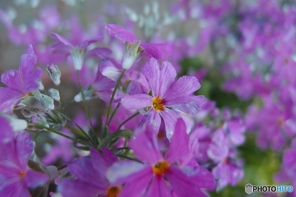 道端に咲く花