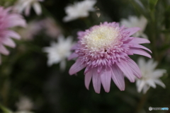 道端に咲く花