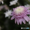 道端に咲く花