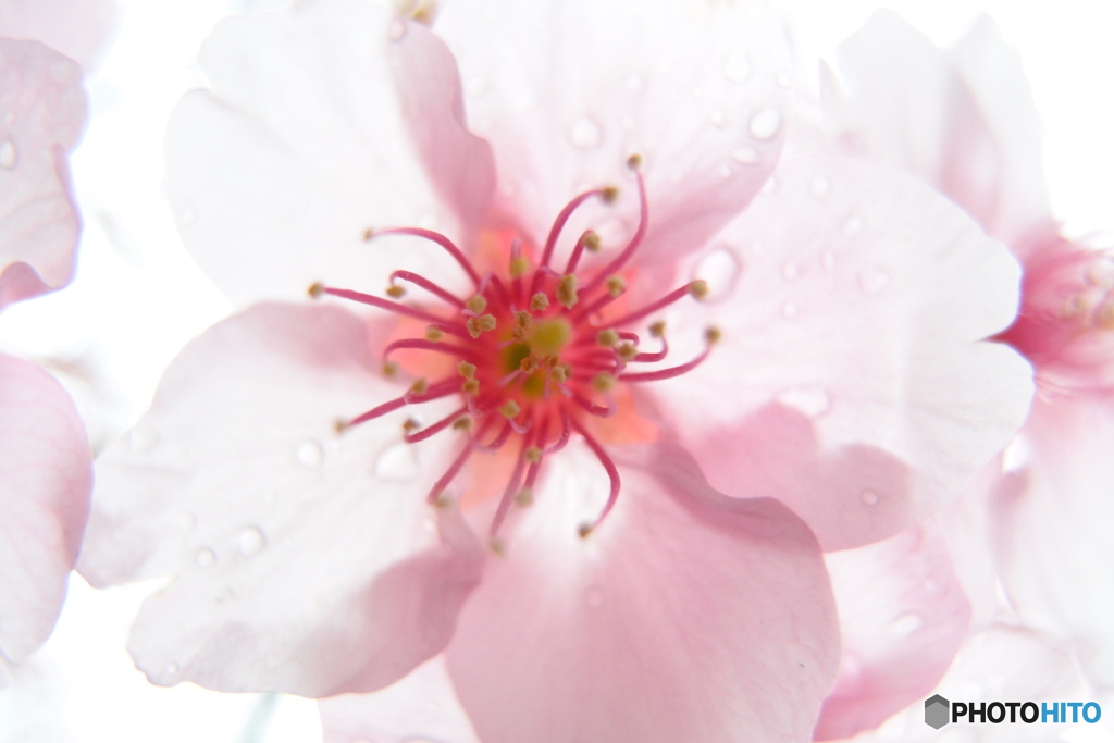 道端に咲く花