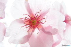 道端に咲く花